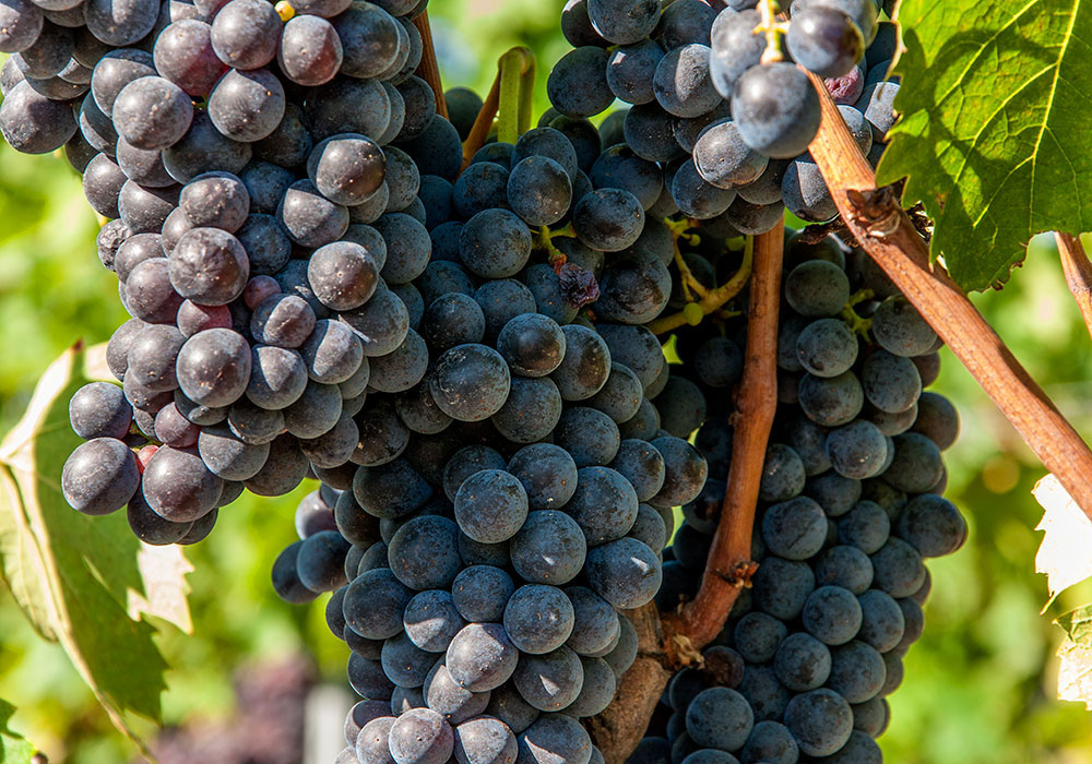 wine tour enogastronomico nel chianti transfer isabella stopponi toscana